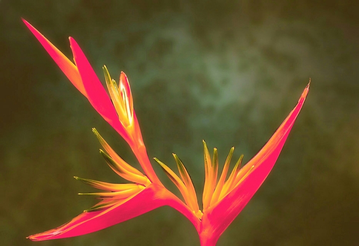 bird of paradise