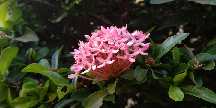 pinky flower