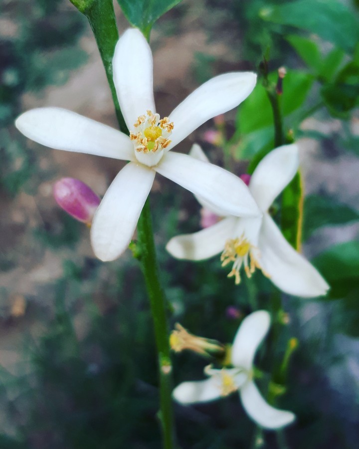 Citrus flowers