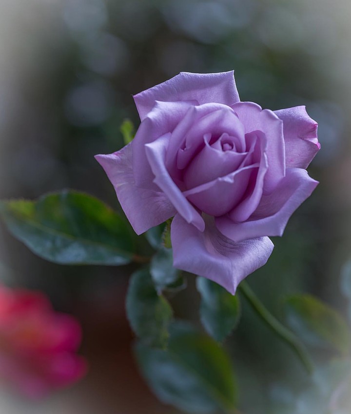 lila Roses růže