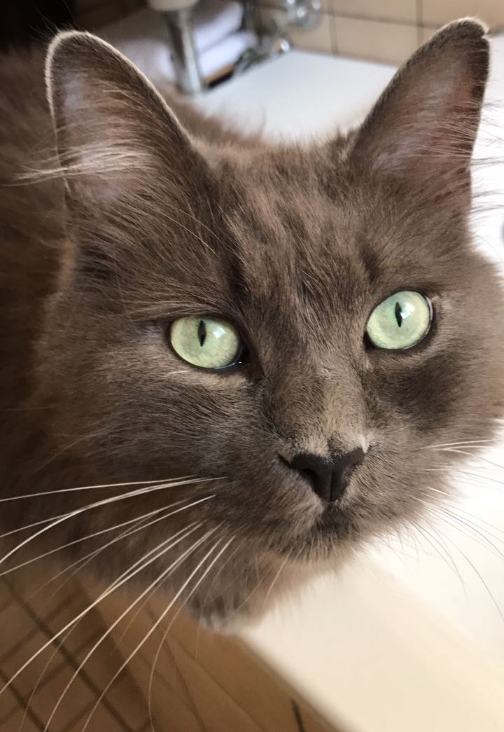 Loui Kater