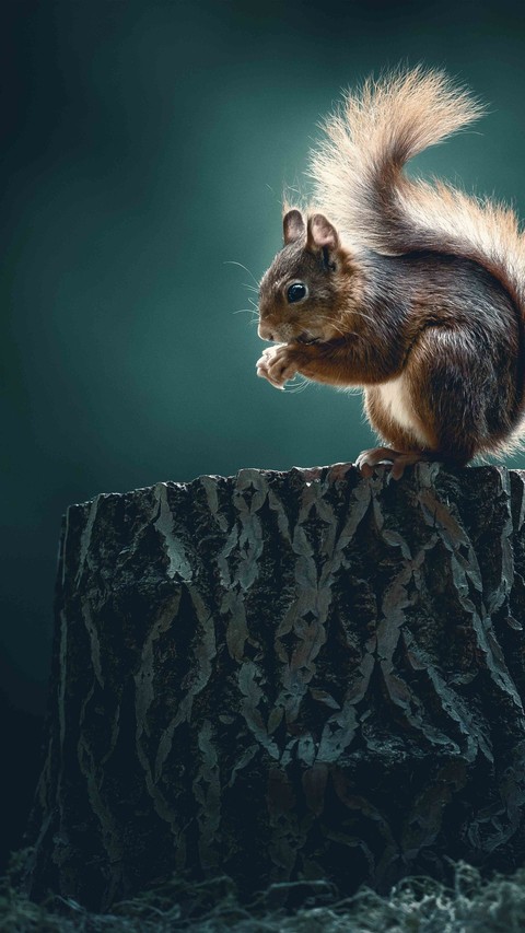 wood, Squirrel háttérképek