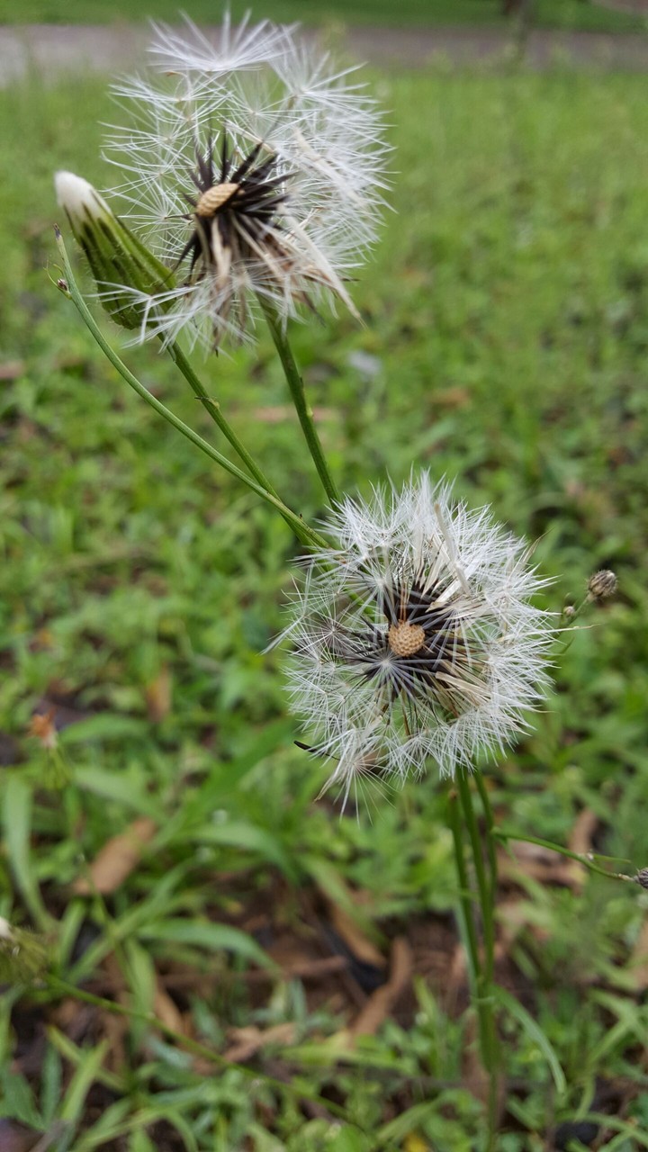 Dandelion