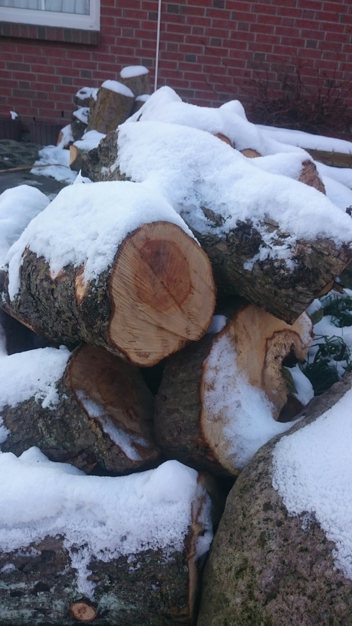 Holz