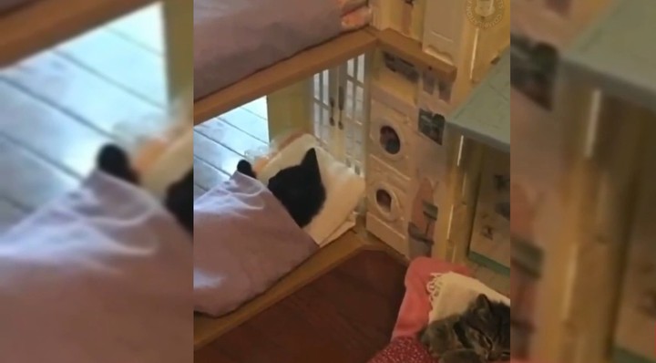 Cute Cat Bunkbed
