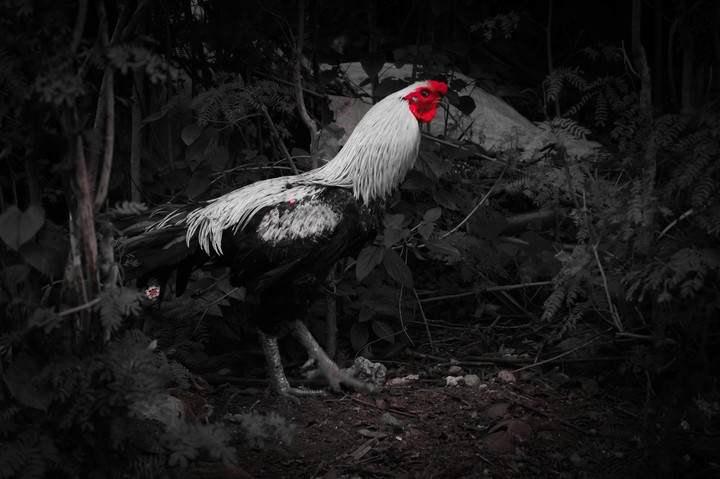 Animal