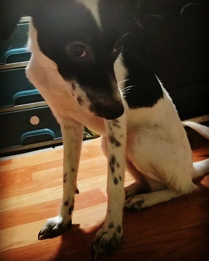 My Dogie Panda
