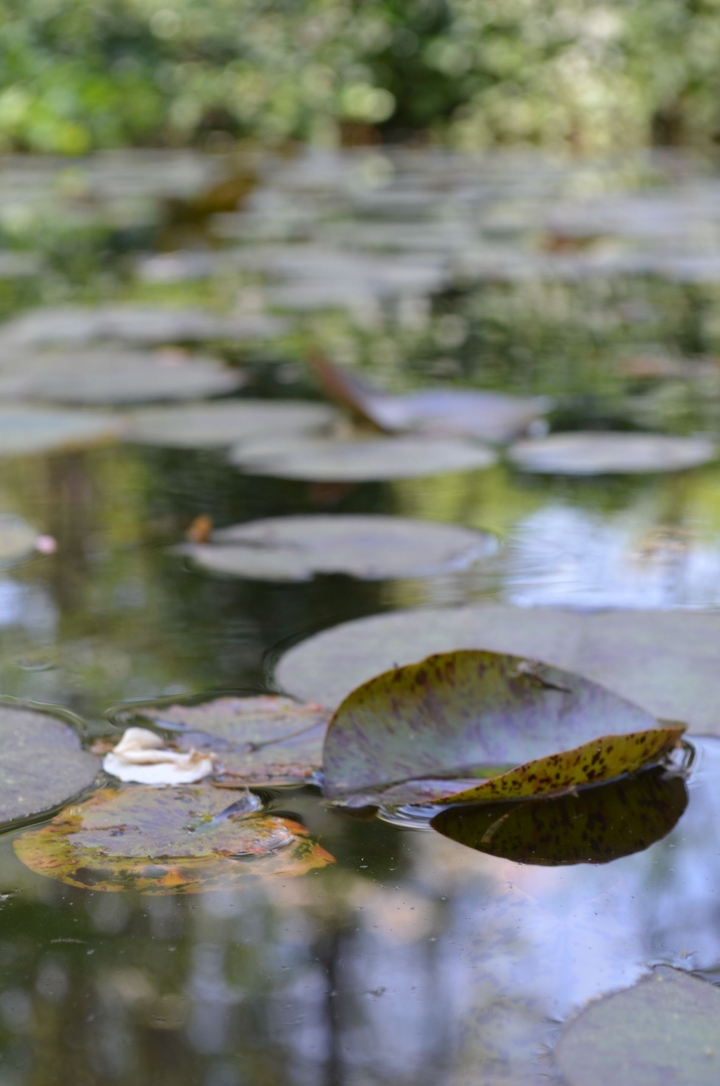 lily pads