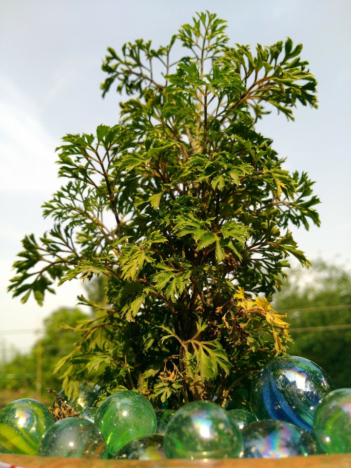 plant