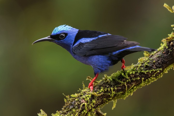 bird