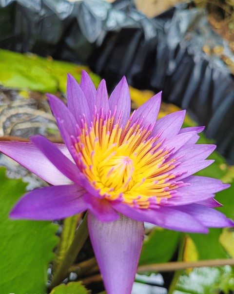 sfondi plant, petal