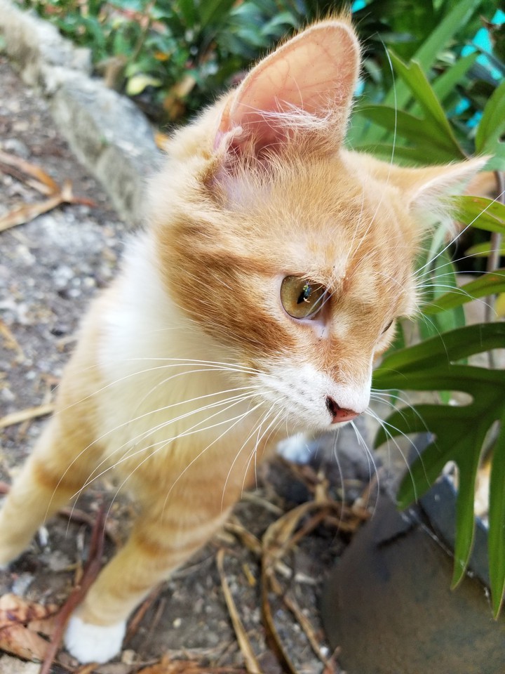 BEAUTIFUL CAT