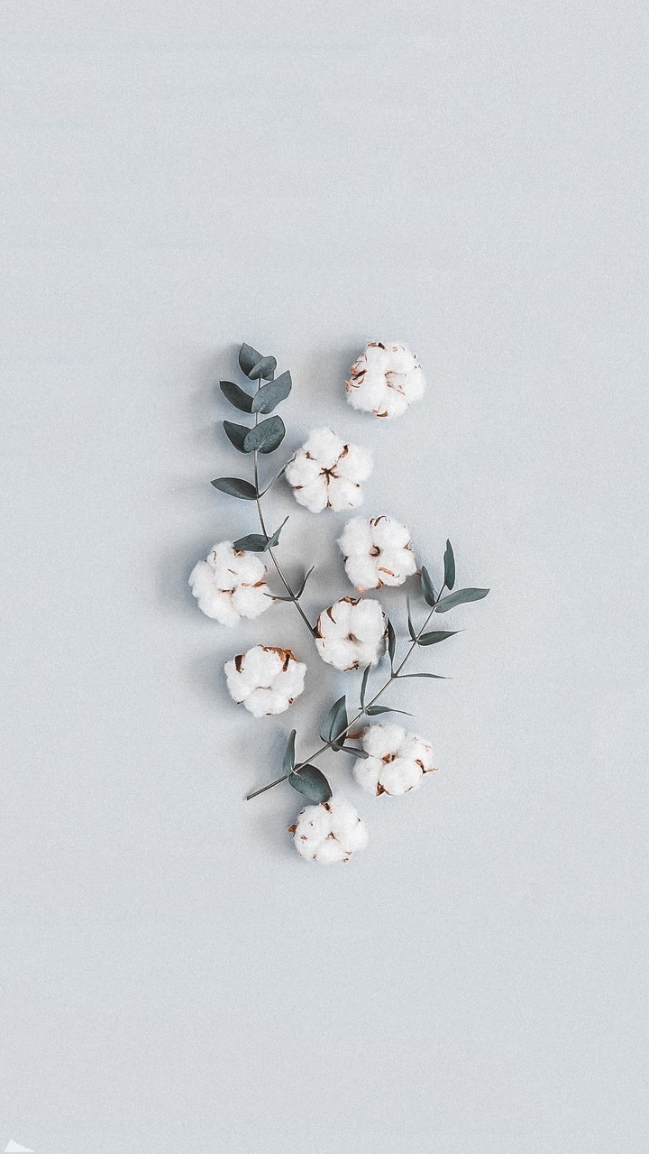 wallpaper