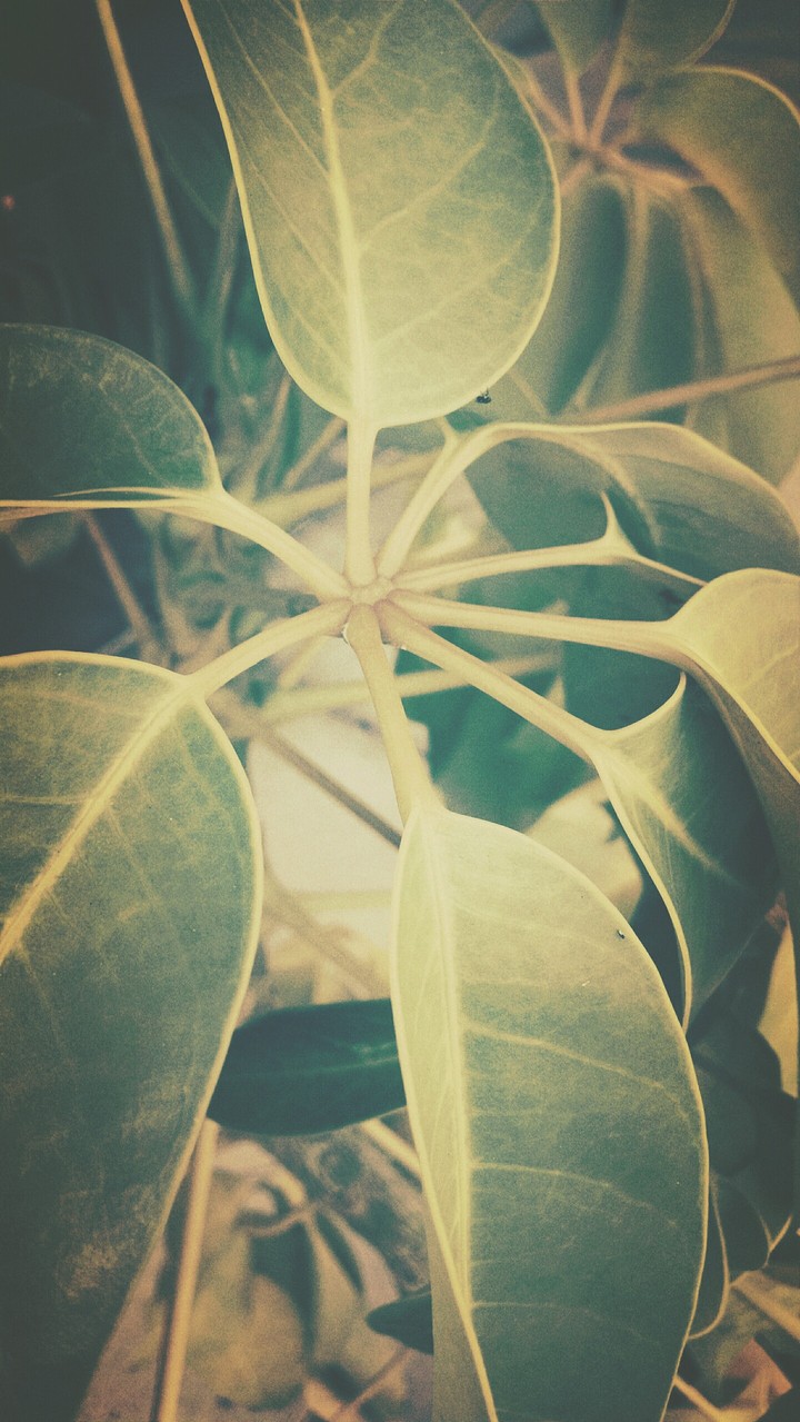 Pretty plant