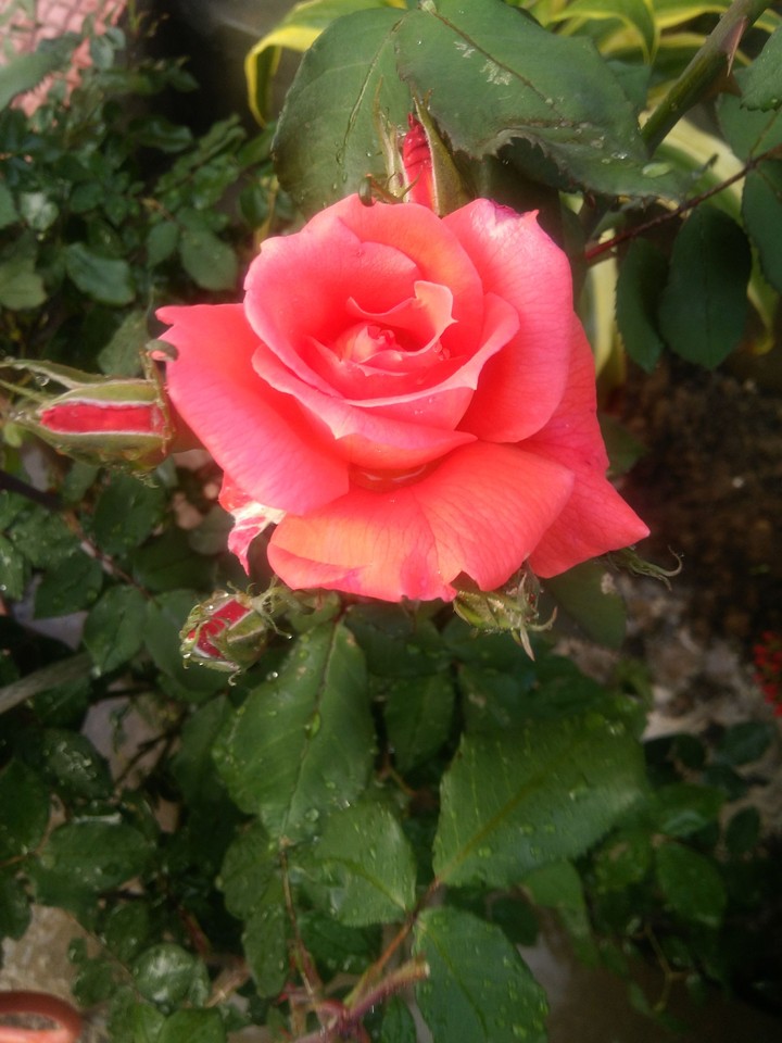 Rose