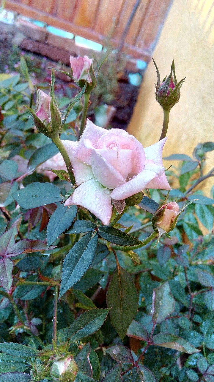 MiniRosa