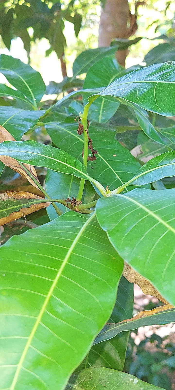 mango leaf
