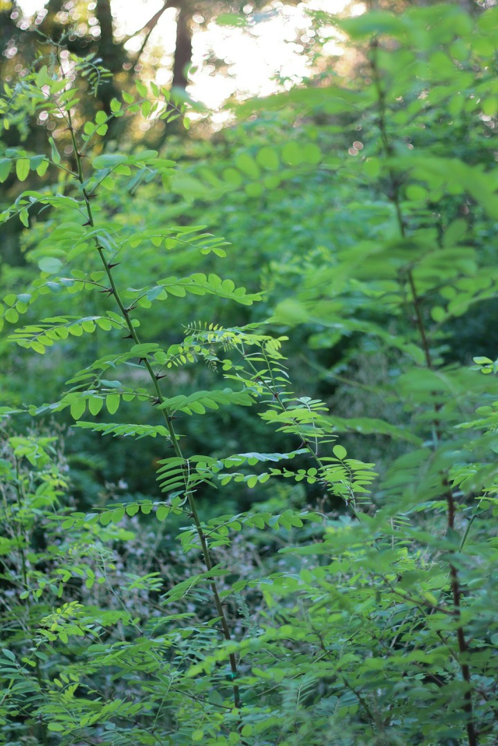 leaf