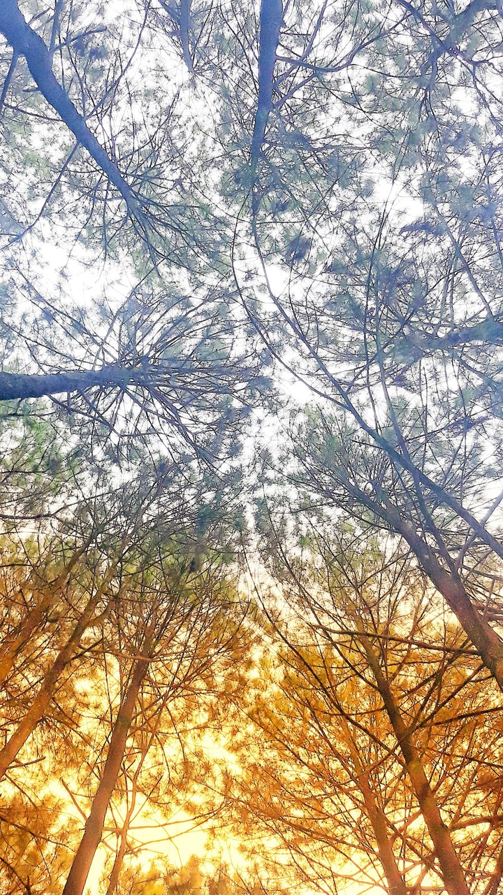 trees