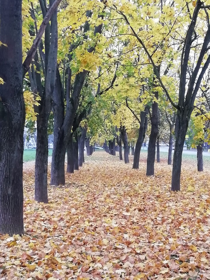 Autumn