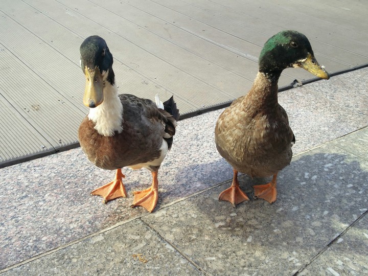 Love Ducks....