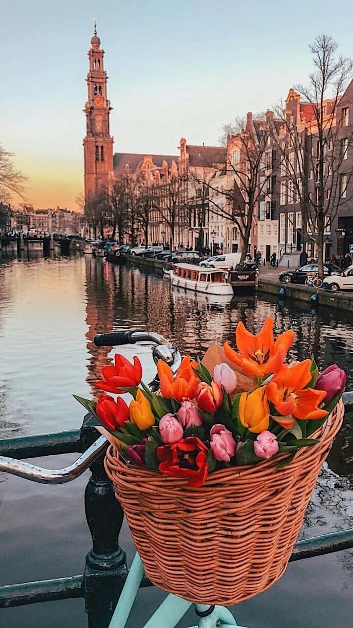 sweetie flowers