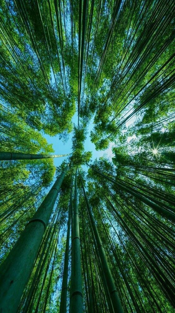forest