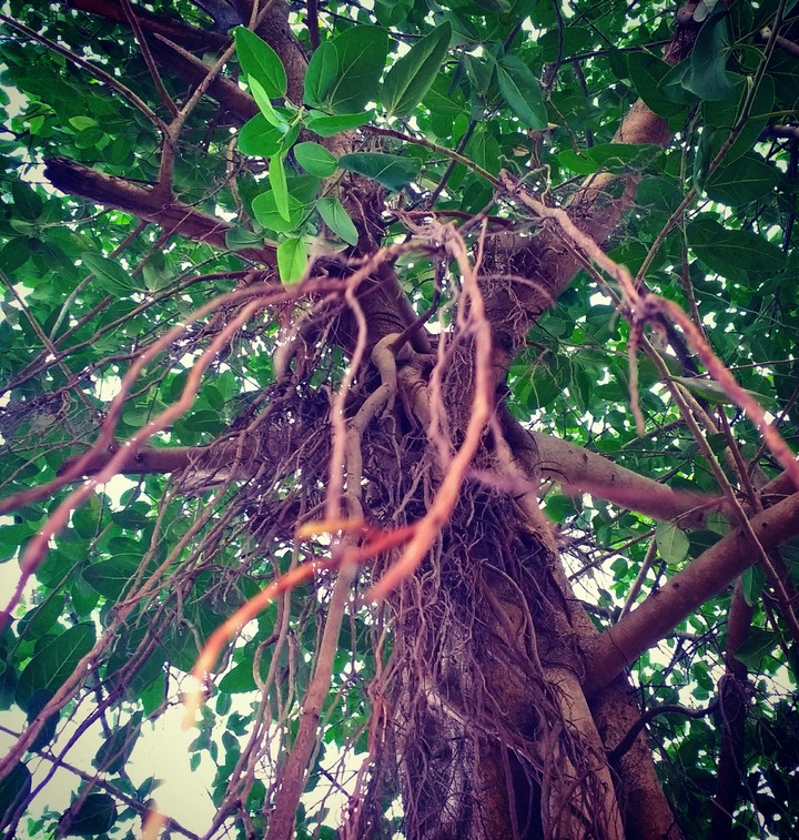 tree