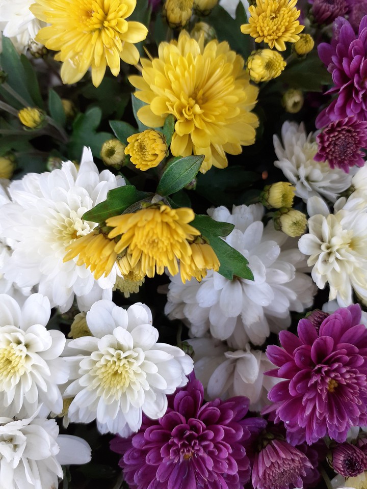 Flowers