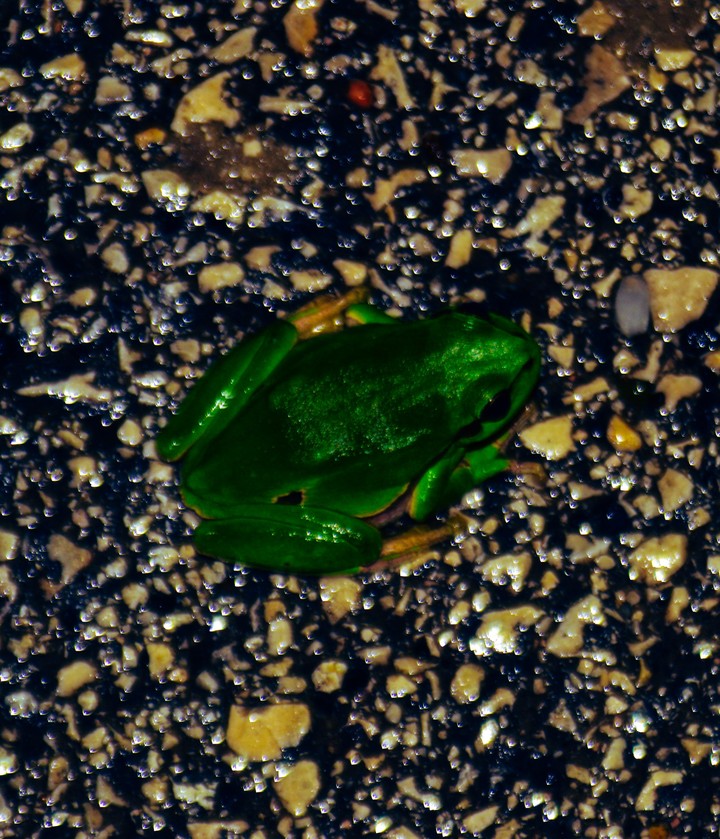 Frog