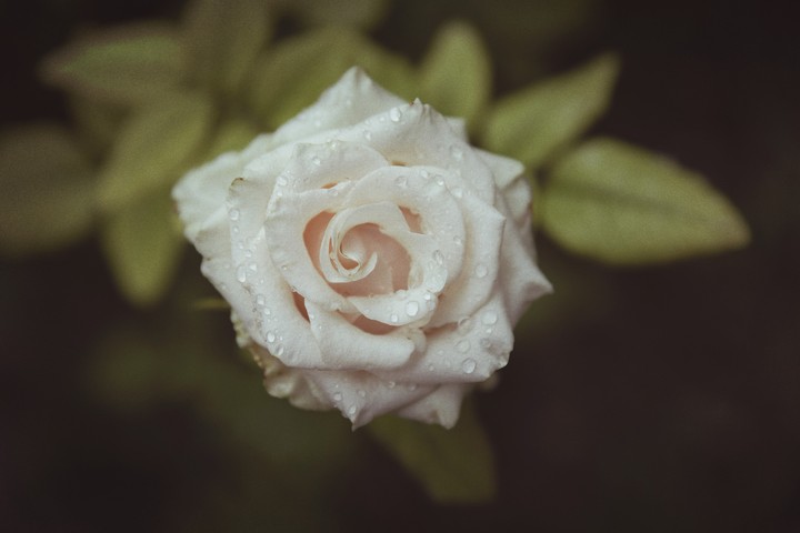Бяла роза White Rose