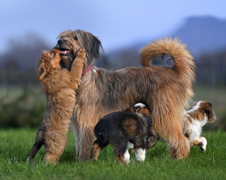 family