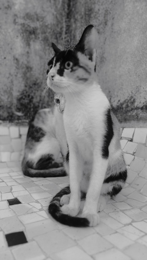 обои black-white, whiskers