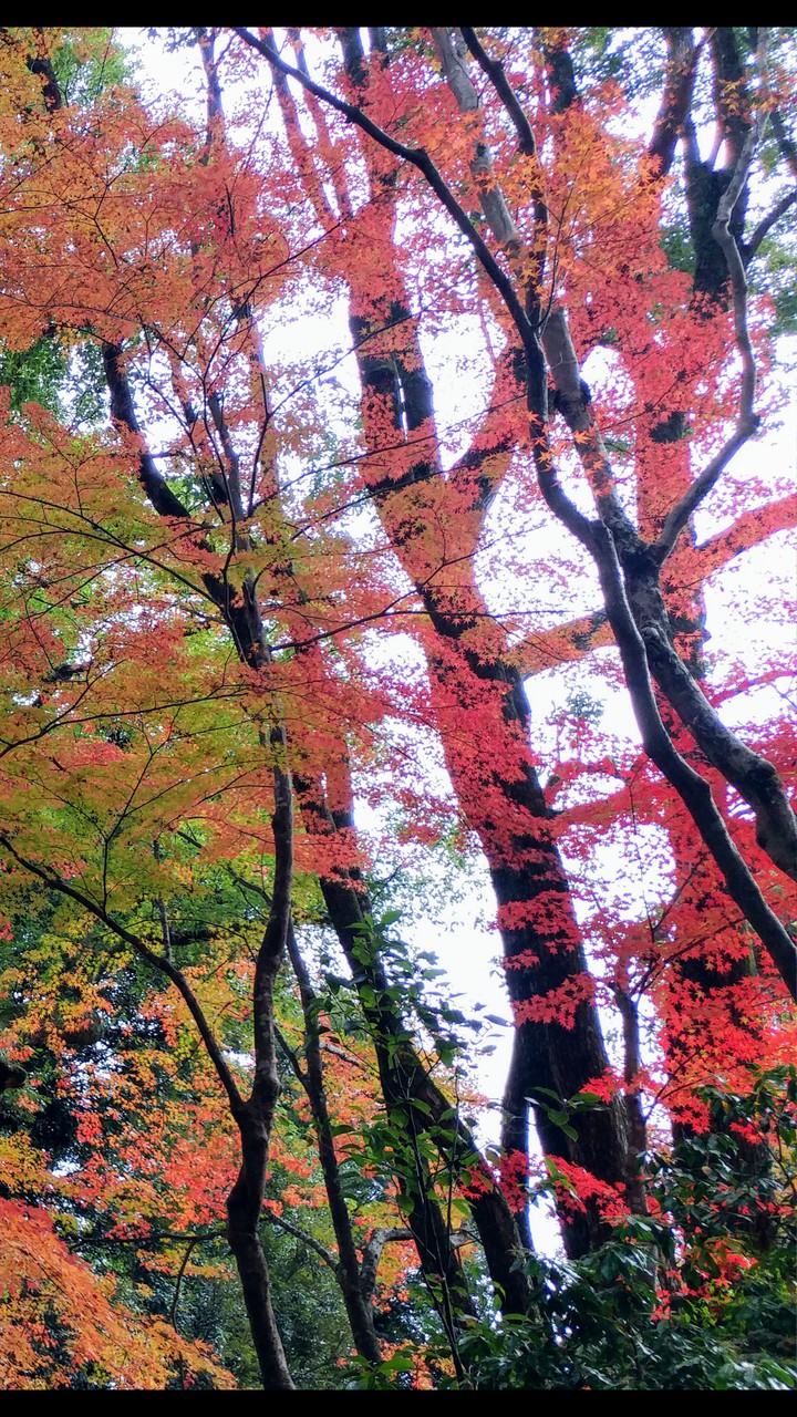 紅葉 Autumn leaves