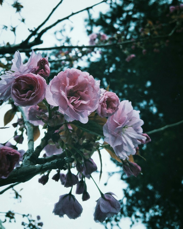 Spring has come