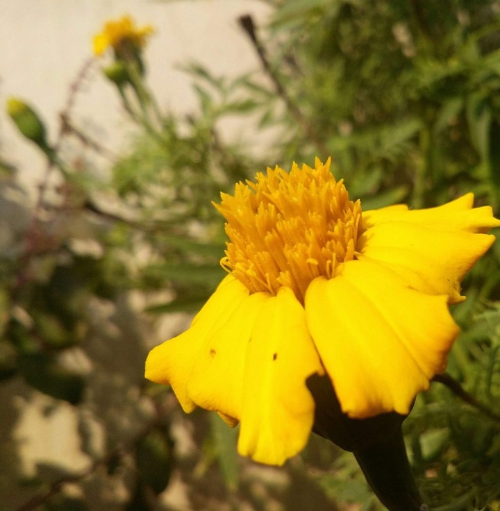 Autumn Yellow