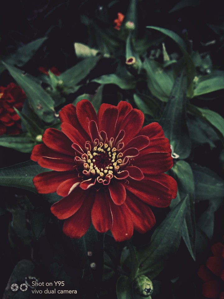the red
