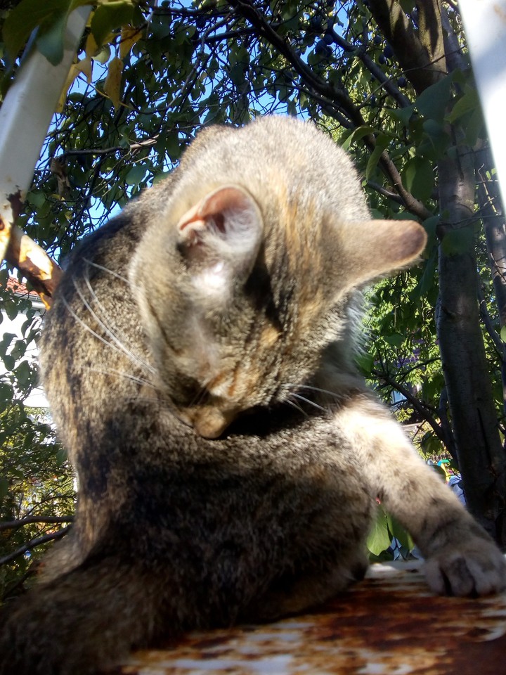 Süße Katze
