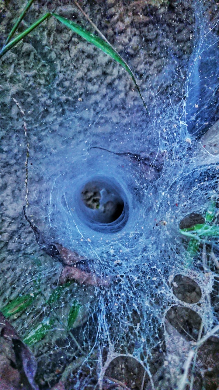 Spider's house