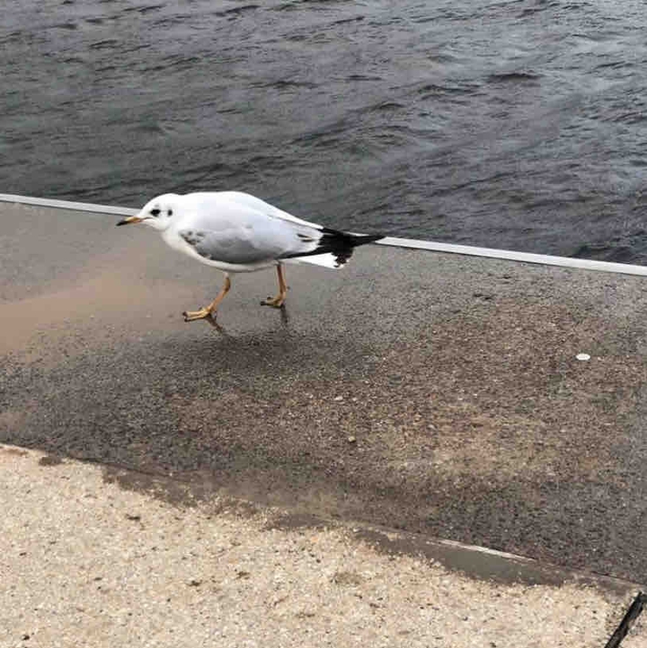Hamburg