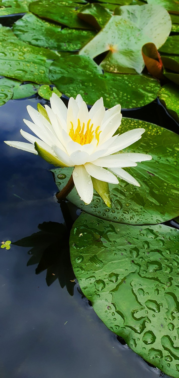 수련