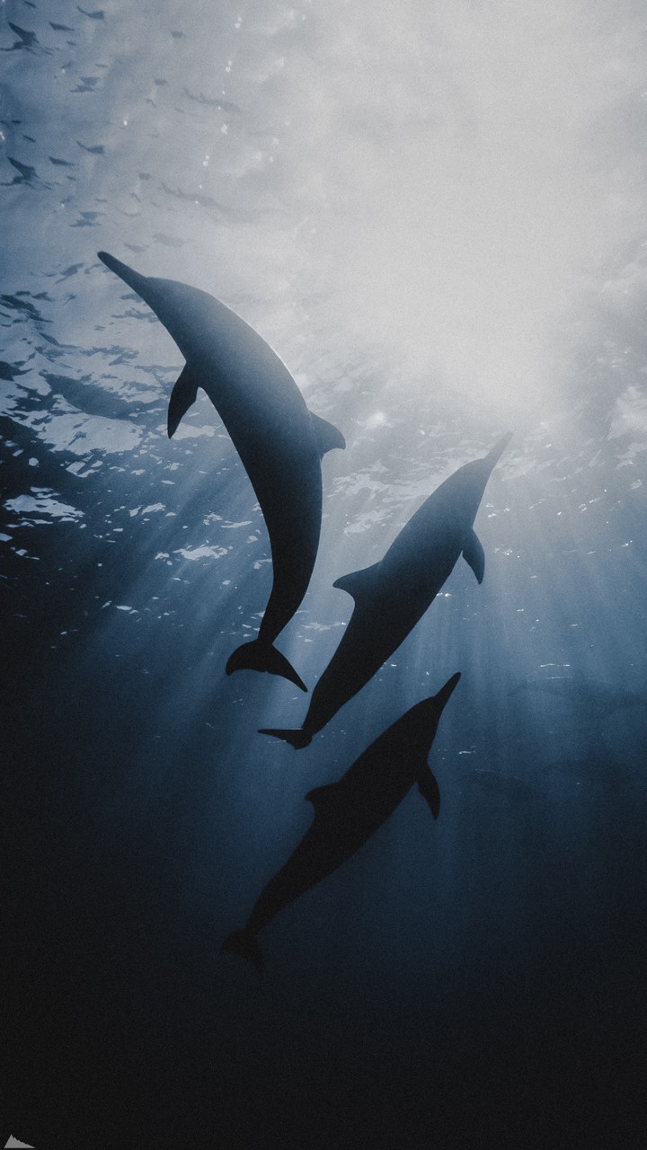 Delfin