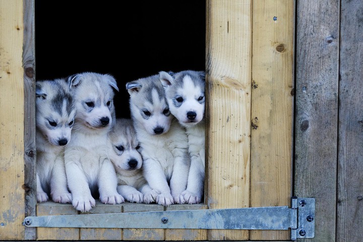 Sweet  puppy...♥️