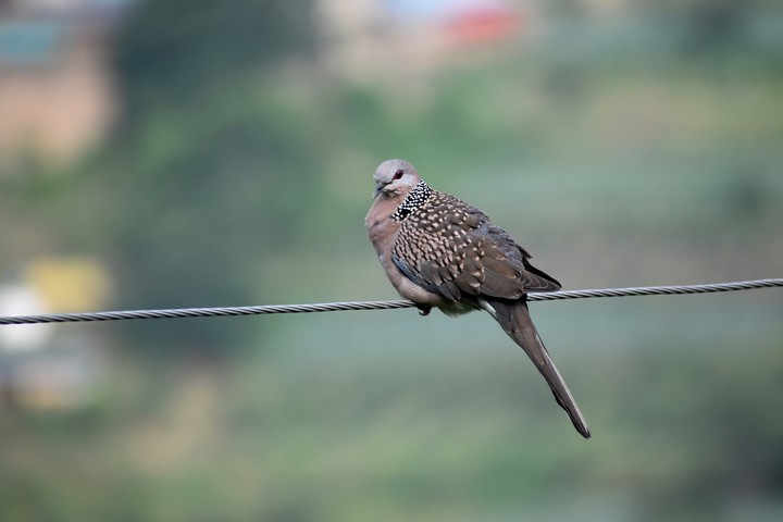 #Dotted Dove
