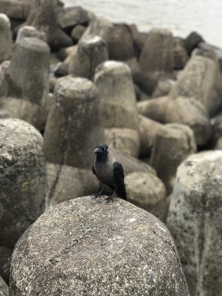 Crow