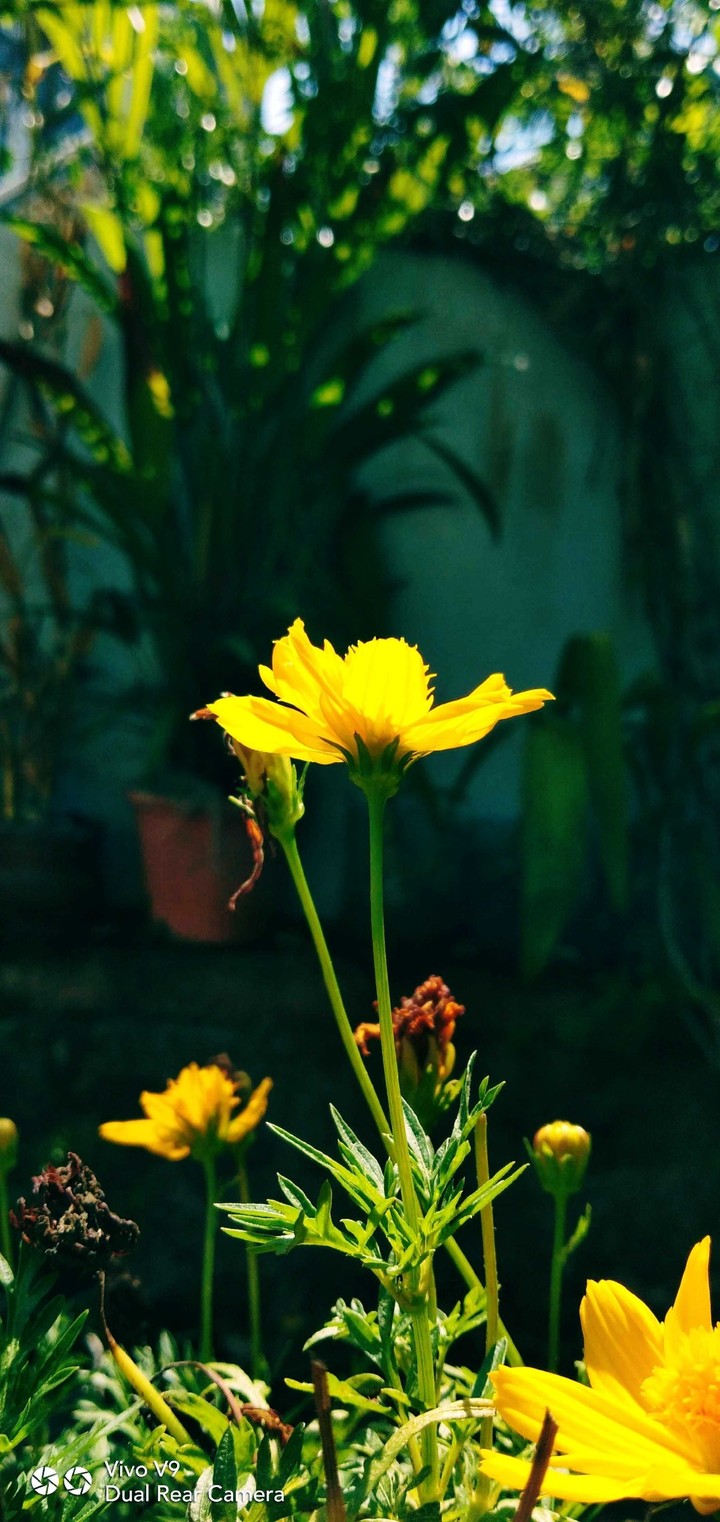 Yellow