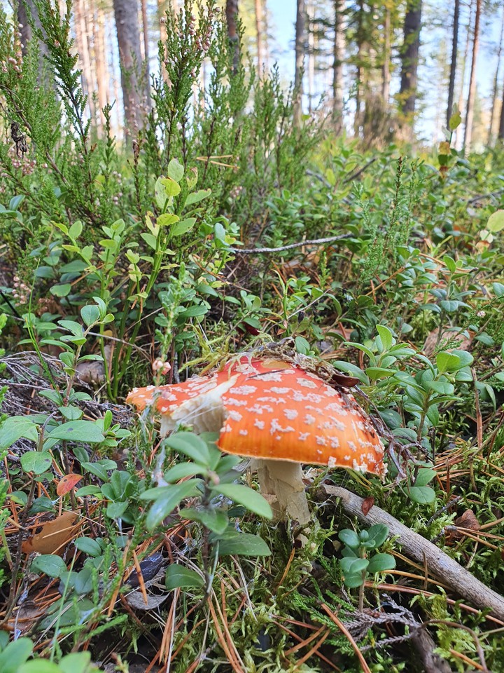 мухомор