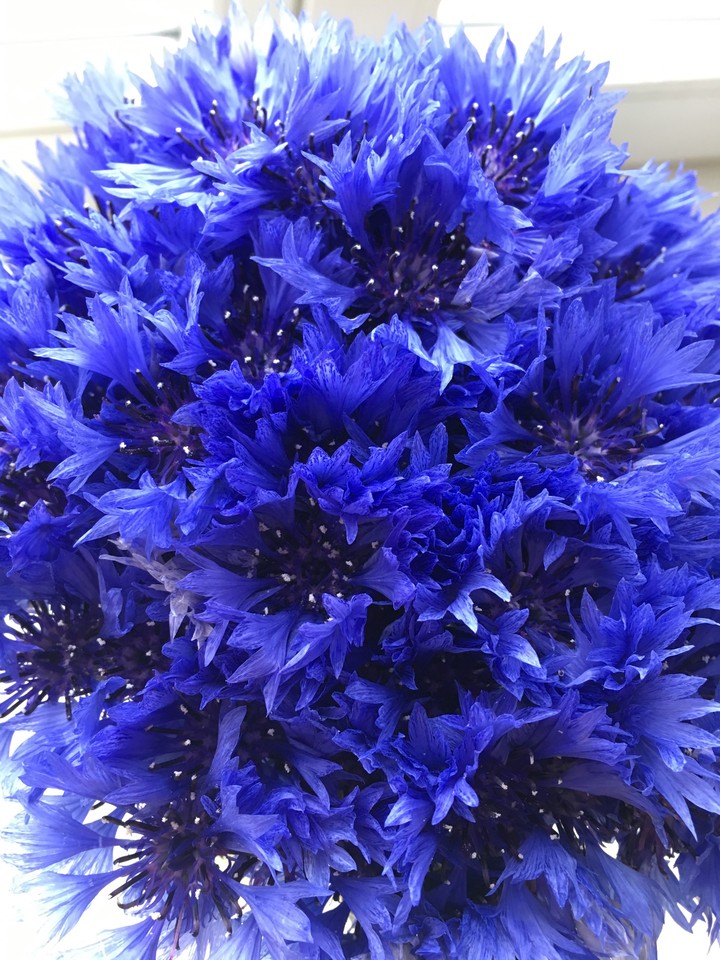 Beautiful flowers 