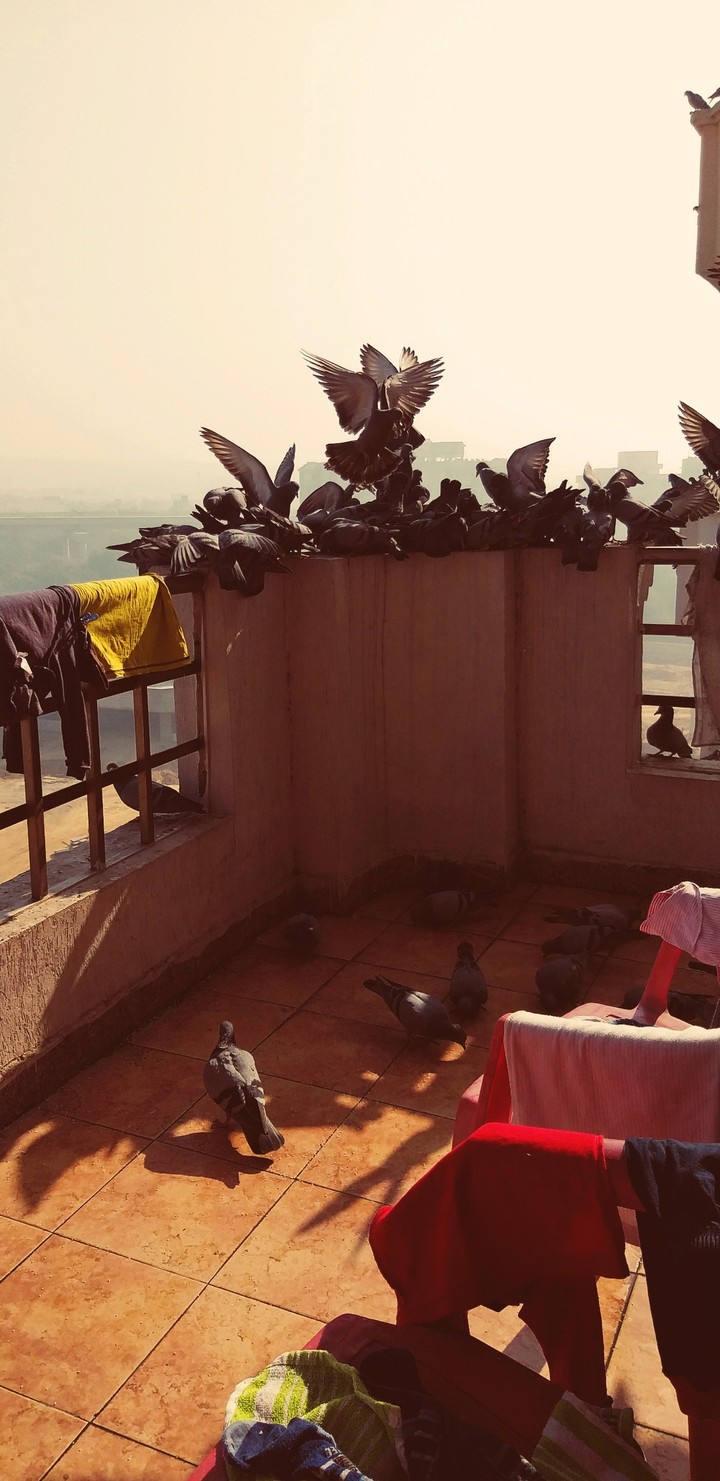 feeding the birds