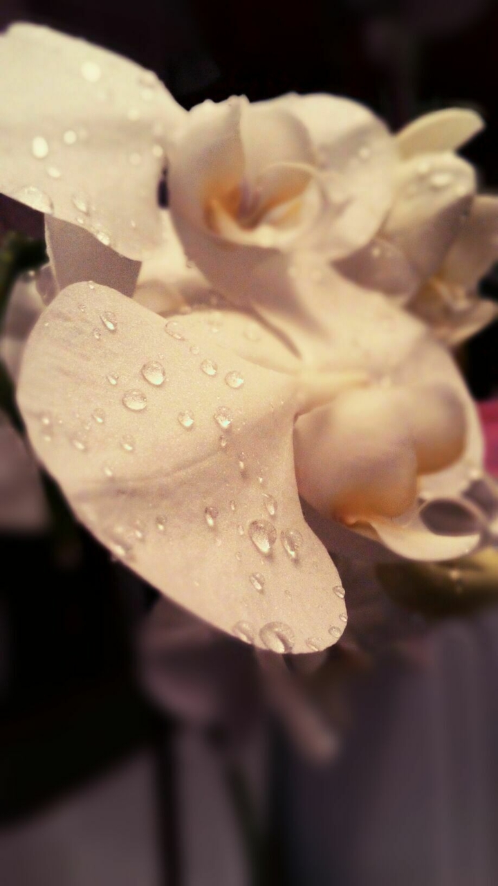 orchid